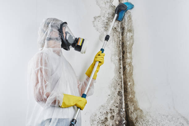 Best Mold Remediation  in Campbell, OH