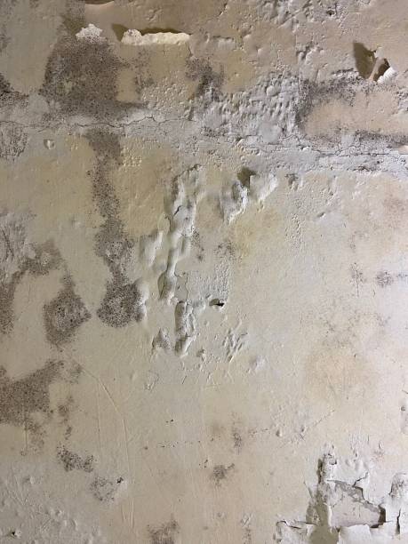 Best Professional Mold Removal  in Campbell, OH